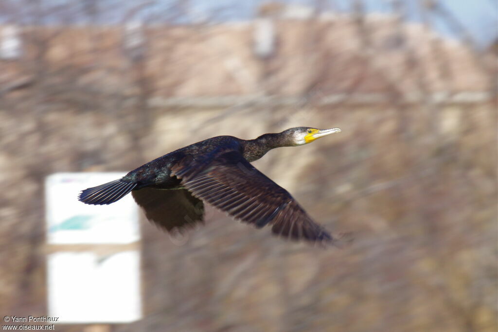 Great Cormorant