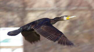 Great Cormorant