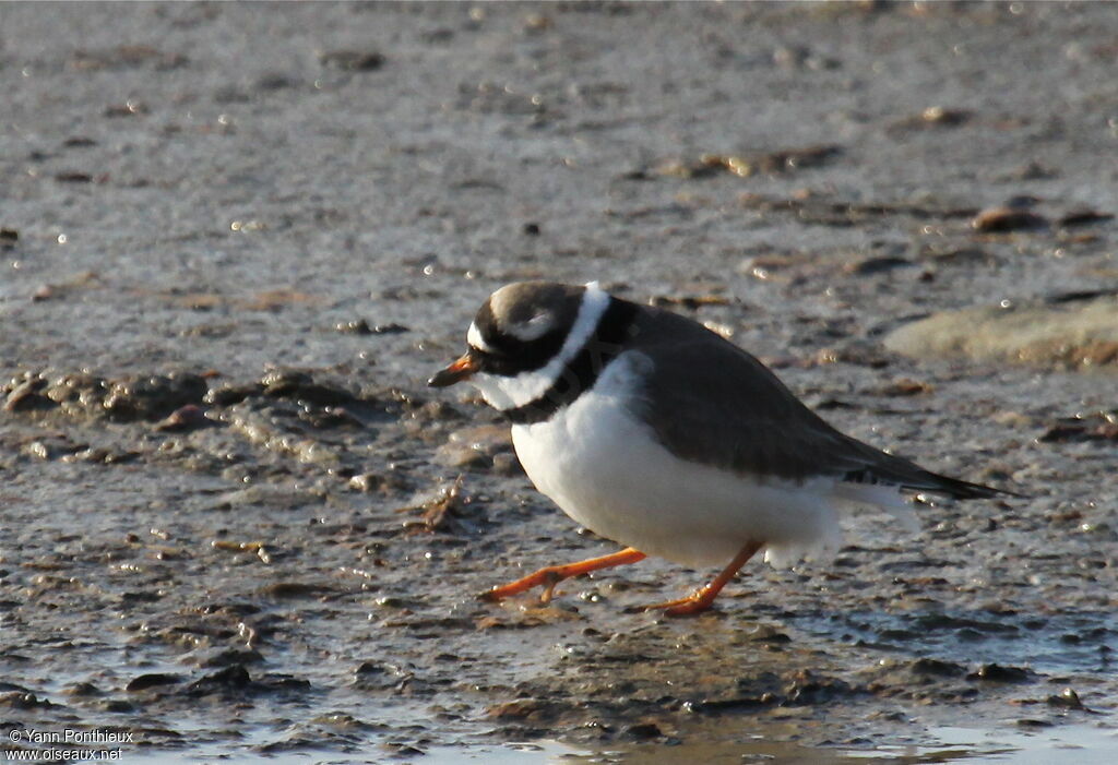 Common Ringed Ploveradult