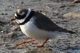 Common Ringed Plover