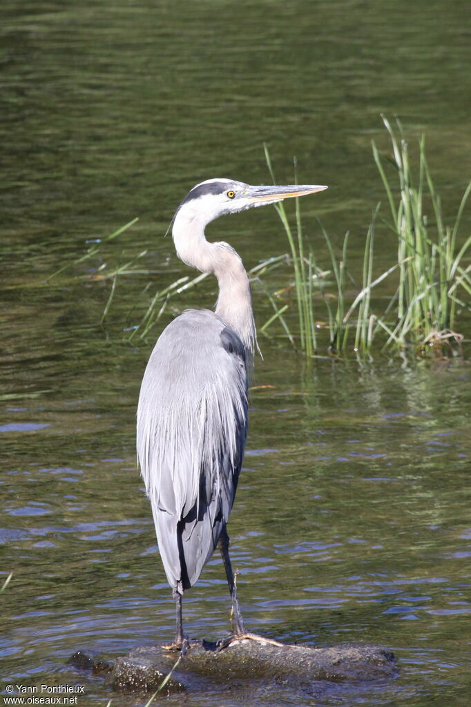 Great Blue Heron