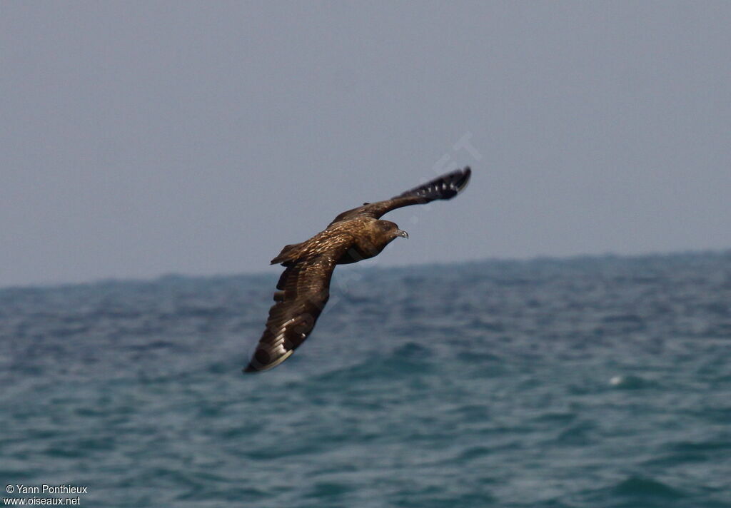 Great Skua