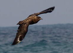 Great Skua