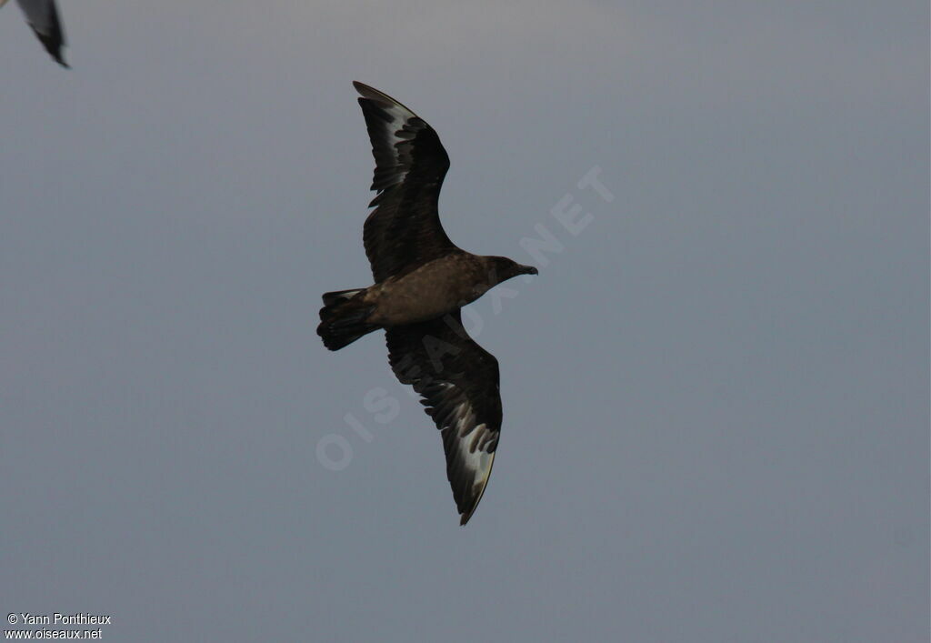 Great Skua