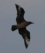 Great Skua