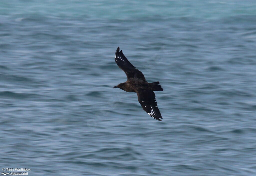 Great Skua