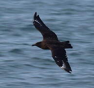 Great Skua