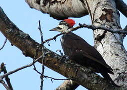 Pileated Woodpecker