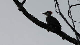 Pileated Woodpecker