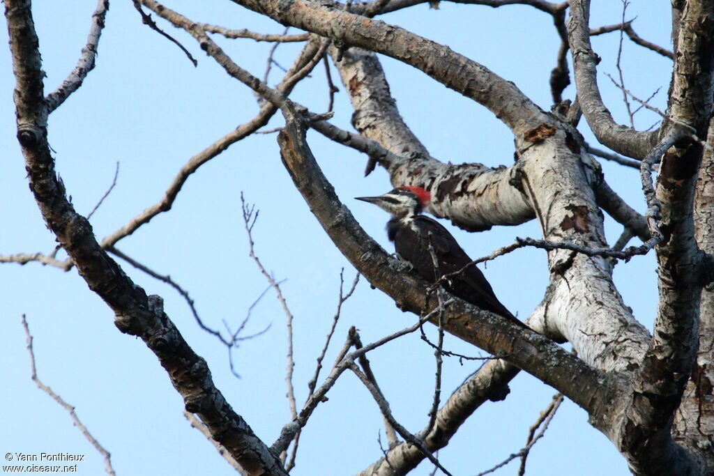 Pileated Woodpecker female