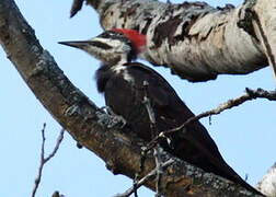 Pileated Woodpecker