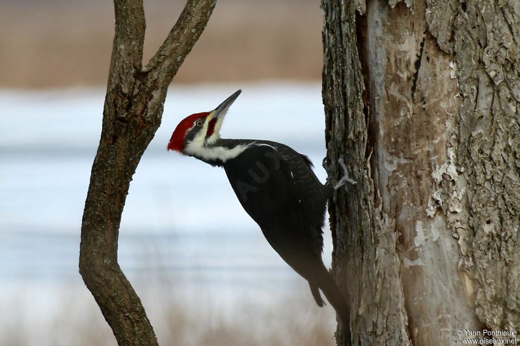 Pileated Woodpecker