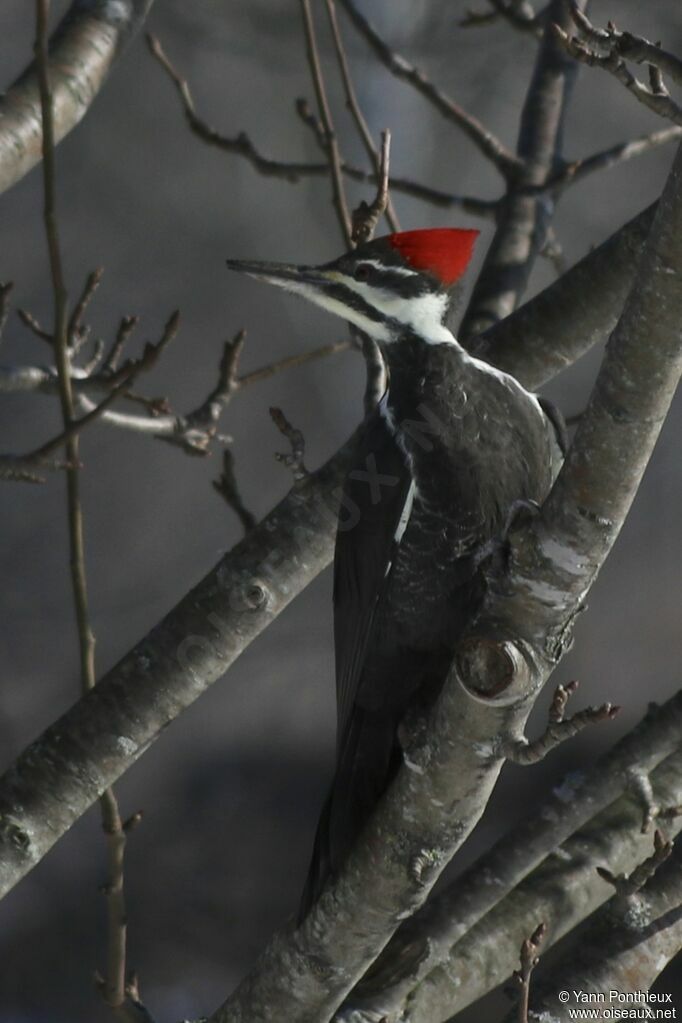 Pileated Woodpecker