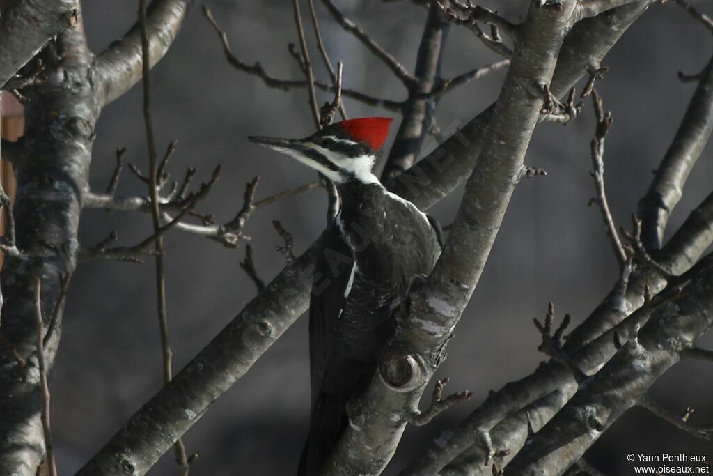 Pileated Woodpecker