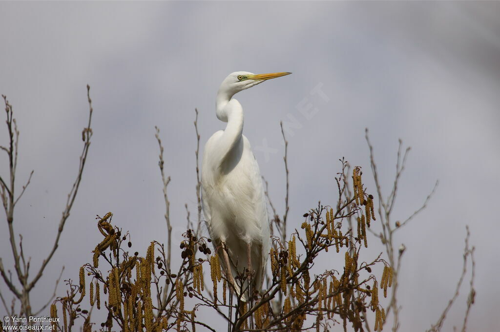 Grande Aigrette