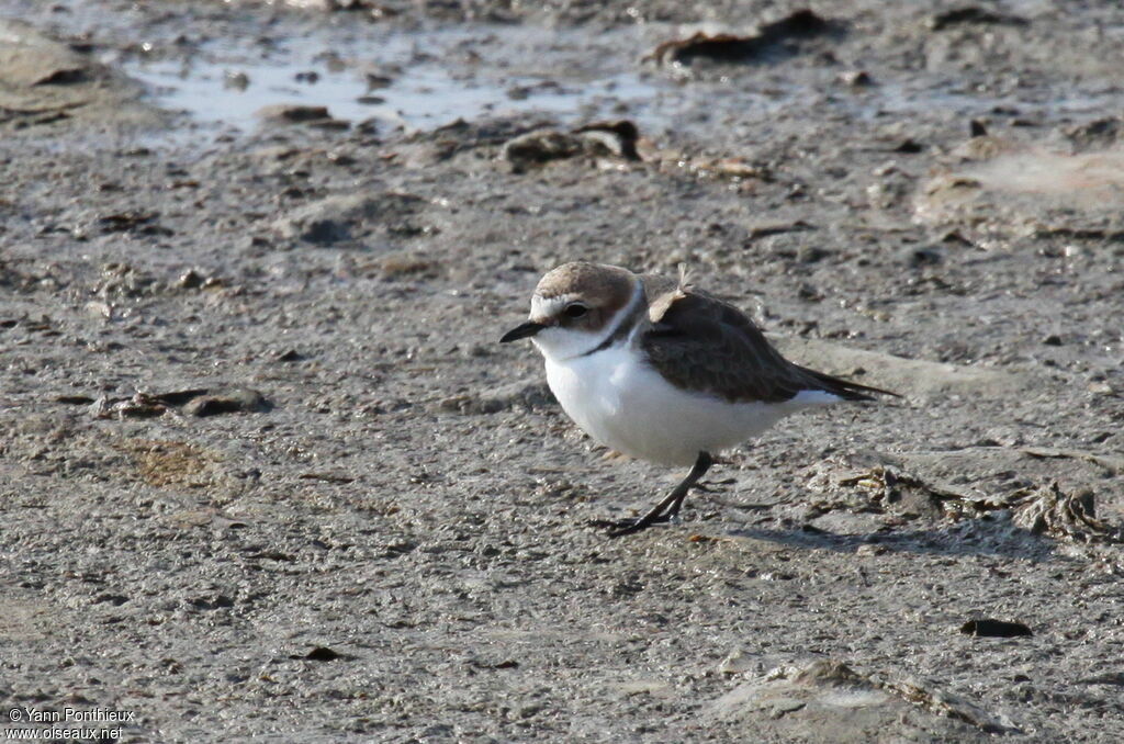 Kentish Ploveradult post breeding