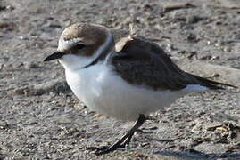 Kentish Plover