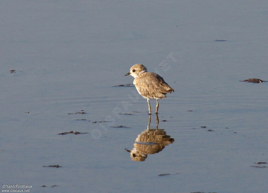 Gravelot à collier interrompujuvénile