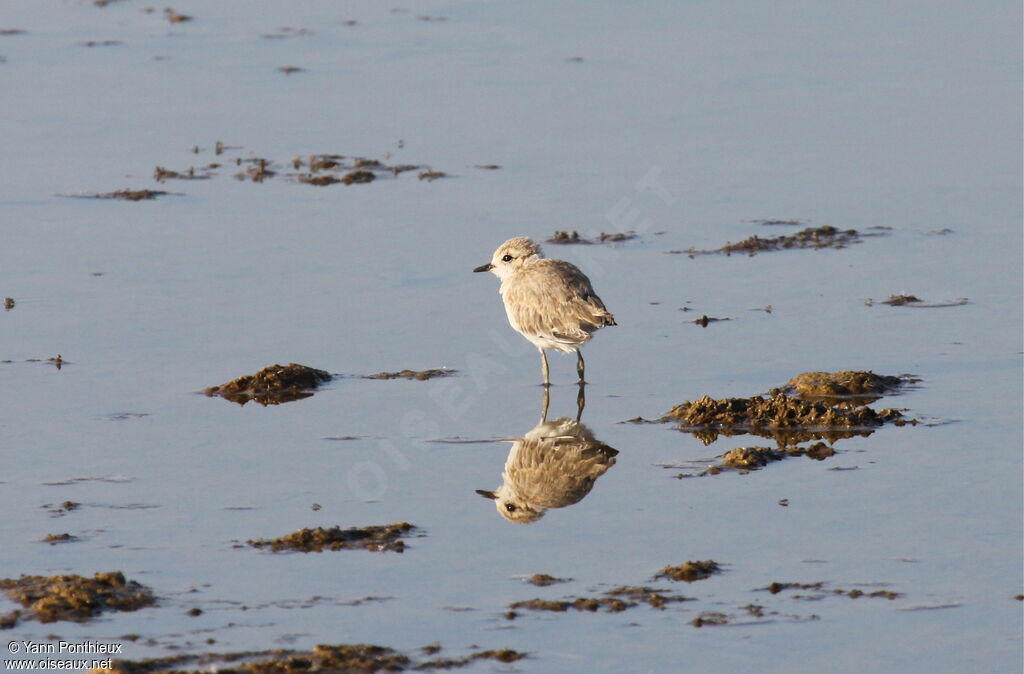 Kentish Ploverjuvenile