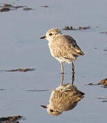 Kentish Plover