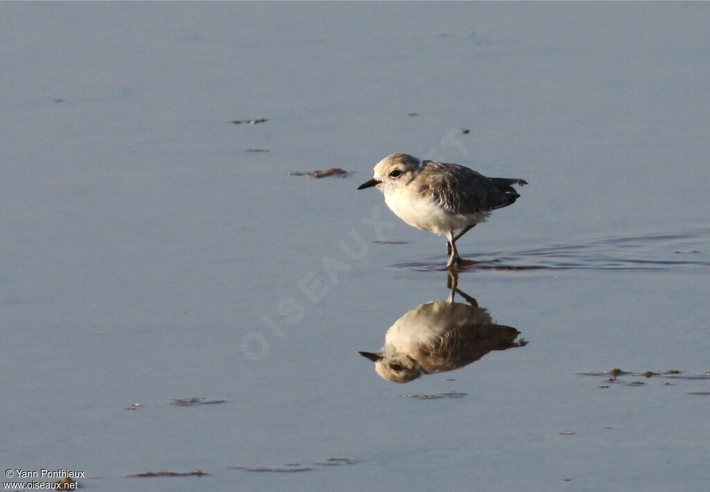 Kentish Ploverjuvenile