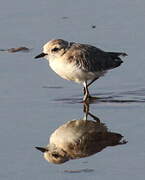 Kentish Plover