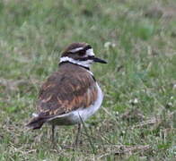 Killdeer