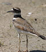 Killdeer