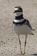 Killdeer