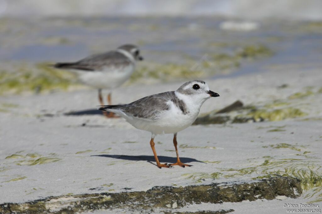 Piping Plover