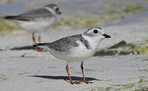 Piping Plover