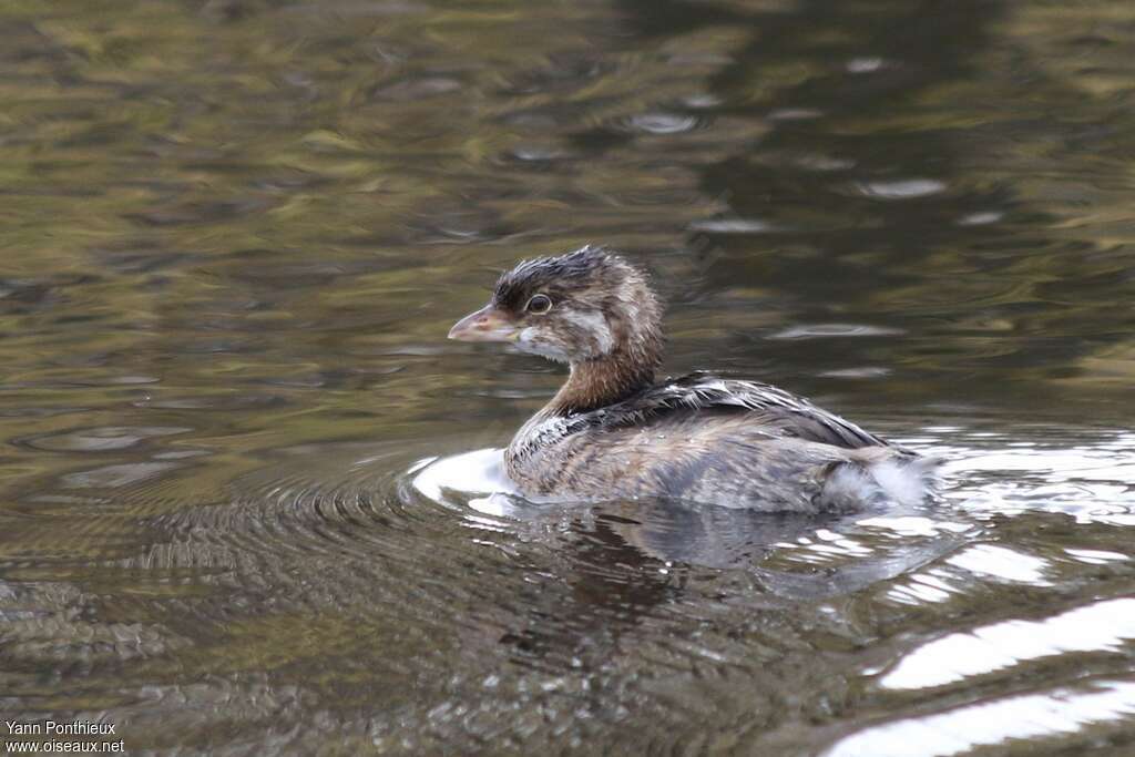 Grèbe à bec bigarréjuvénile, identification