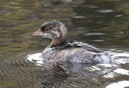 Pied-billed Grebe