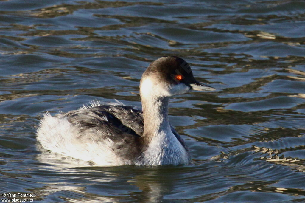 Black-necked Grebe