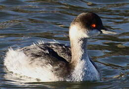 Black-necked Grebe