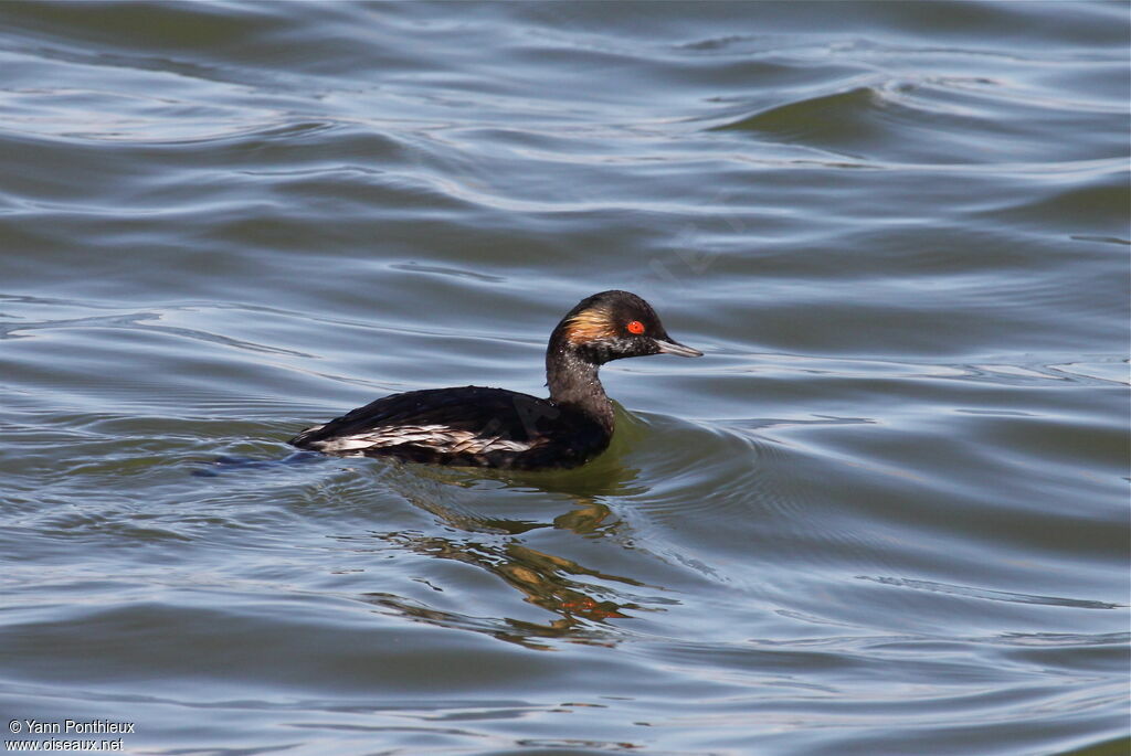 Black-necked Grebe