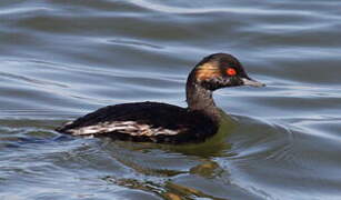 Black-necked Grebe