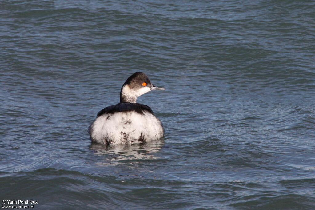 Black-necked GrebeSecond year