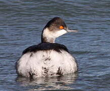 Black-necked Grebe