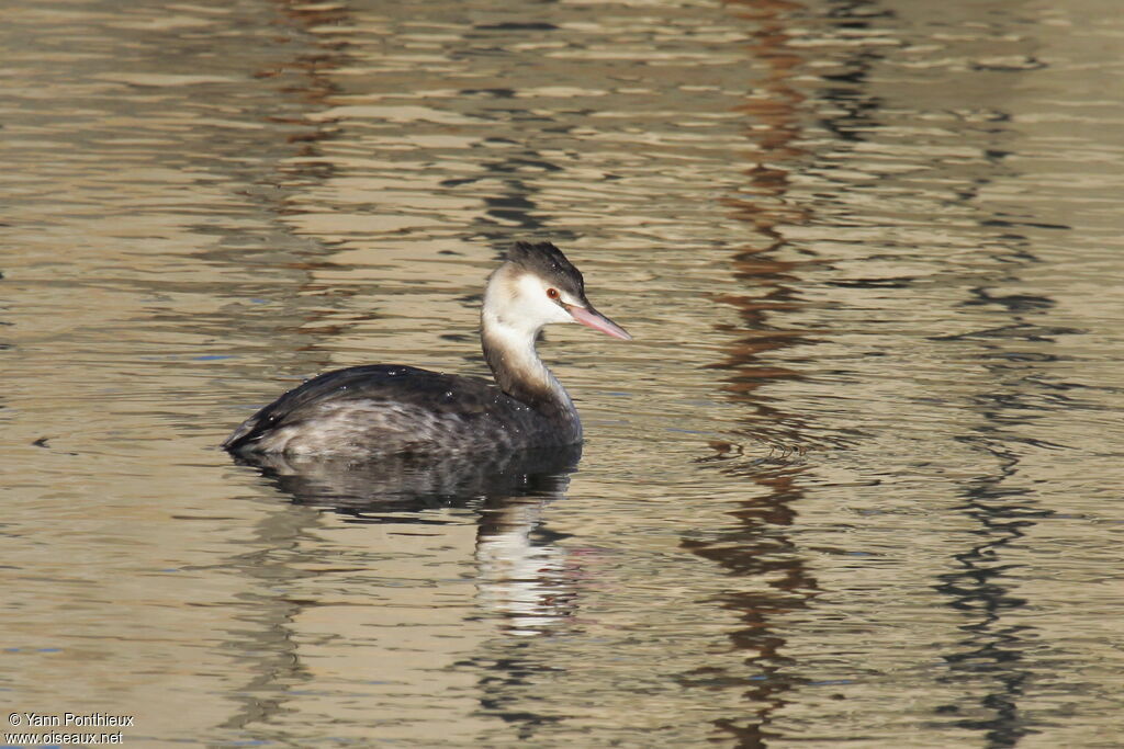 Great Crested Grebe