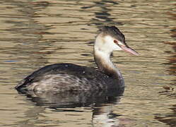 Great Crested Grebe