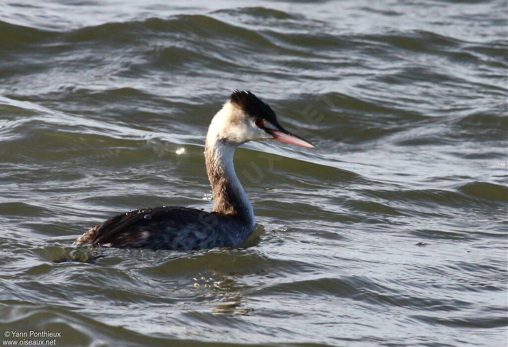 Great Crested Grebeadult post breeding