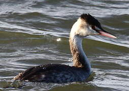 Great Crested Grebe