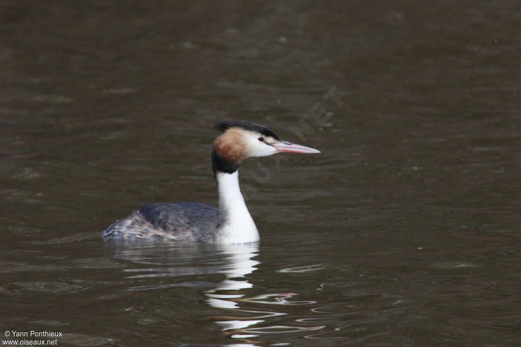 Great Crested Grebe