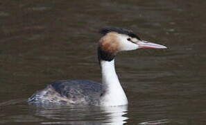 Great Crested Grebe