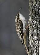 Brown Creeper