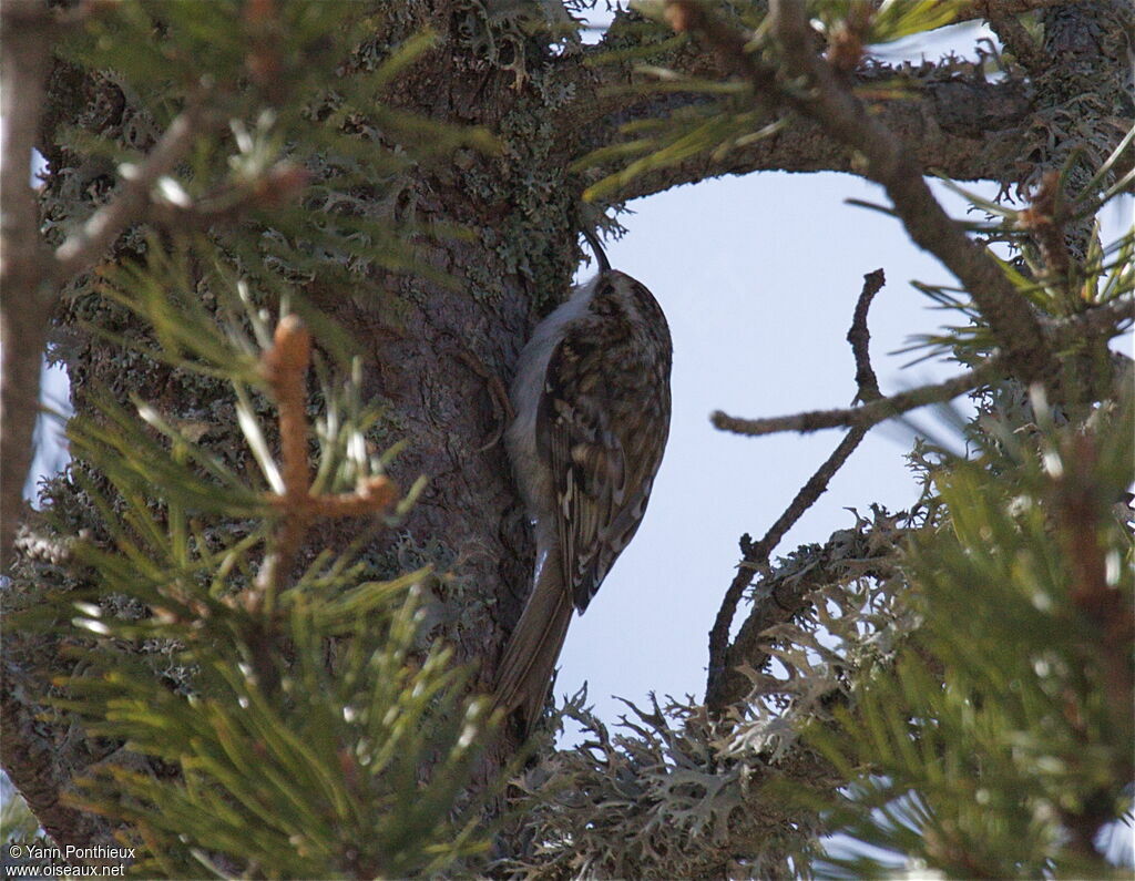 Eurasian Treecreeper