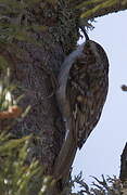 Eurasian Treecreeper