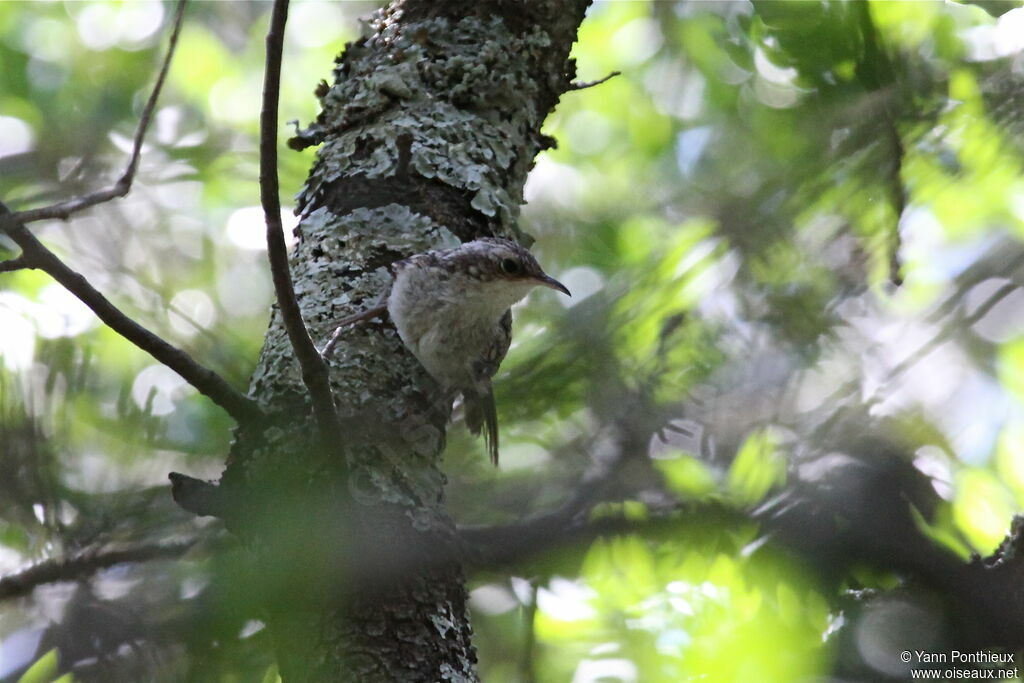 Short-toed Treecreeper