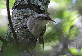 Short-toed Treecreeper